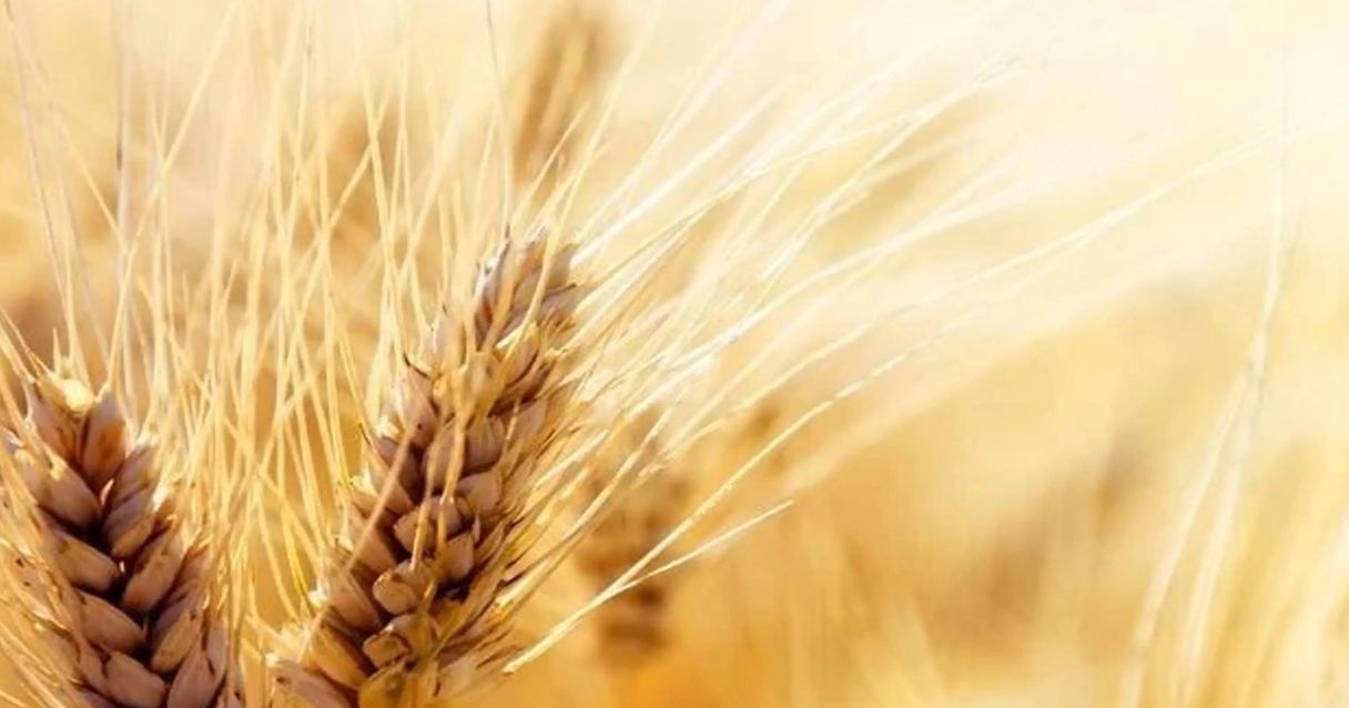 Blog conecta.ag |  Variações da aveia branca a partir de condições meteorológicas