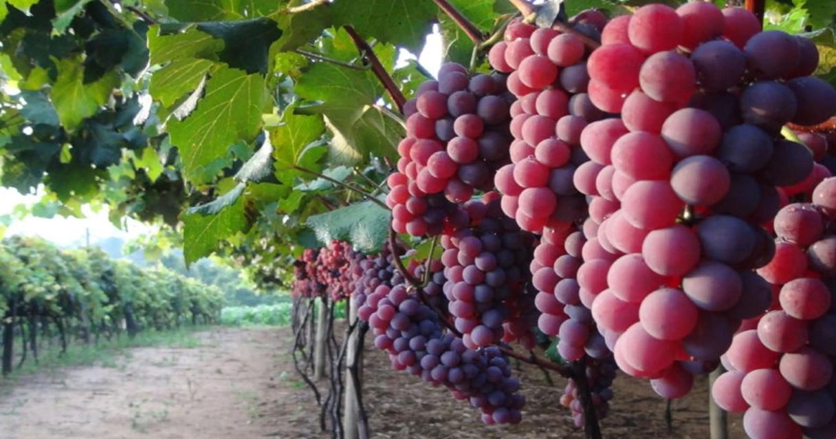 Blog conecta.ag | Vinhos de cultivar da Embrapa começam a chegar ao mercado