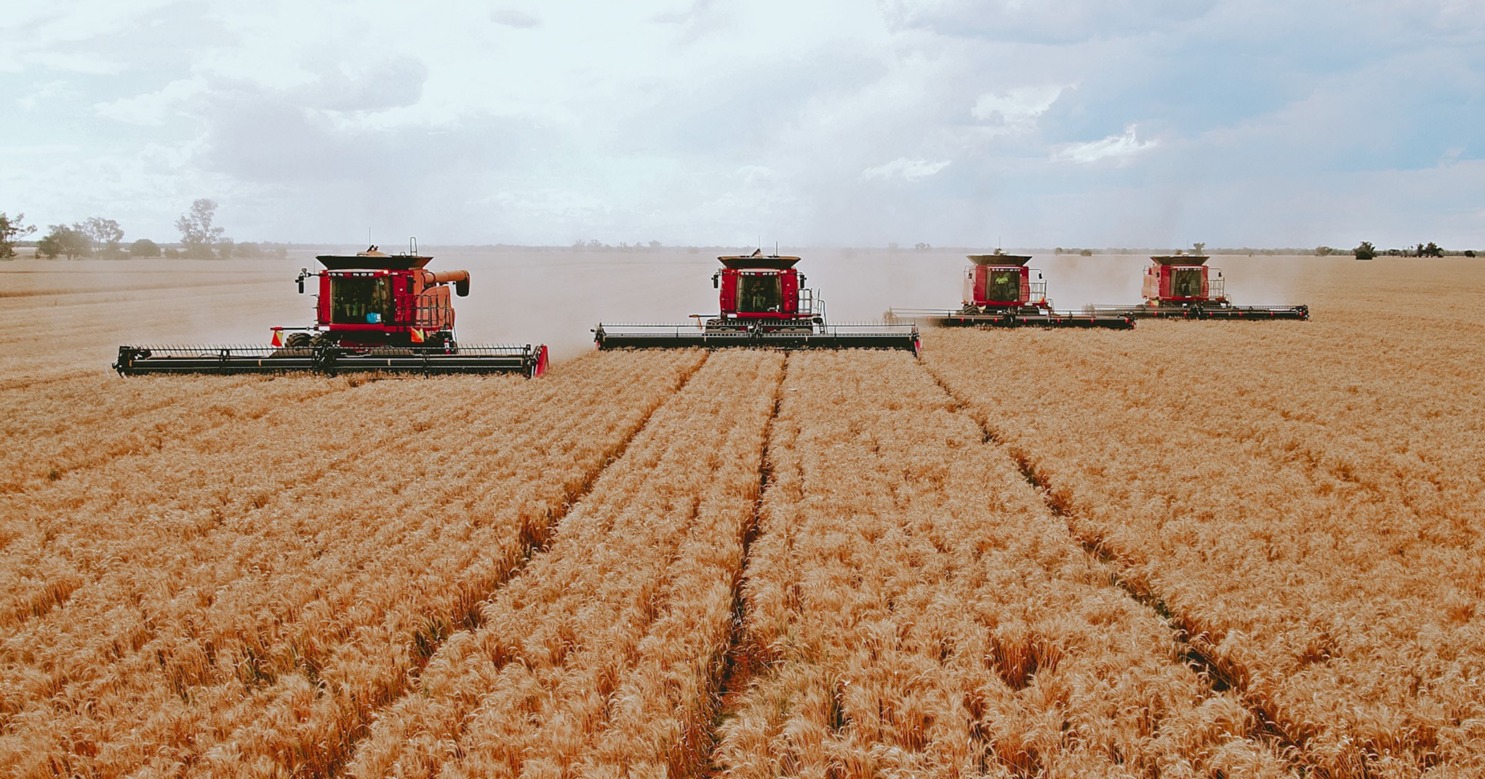 Blog conecta.ag | Conheça as melhores soluções para os problemas na colheita do trigo
