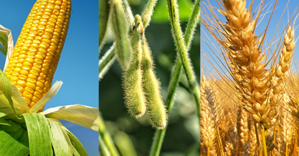 Blog Conecta.ag | Mercado e oportunidades de exportação para trigo, soja e milho